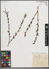 Foto von Salix purpurea L.